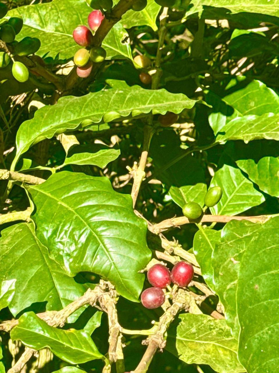 Single Estate Indian Coffee - Image 3